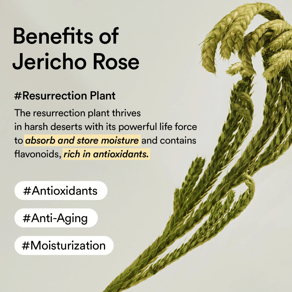 Jericho Rose-planten – en naturlig kilde til antioxidanter og fugt. Hjælper huden med at bevare elasticitet og modstå aldringstegn.